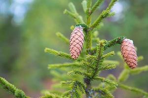 Pinecone on a spruce close-up on a natural green background. Christmas tree, evergreen coniferous, pine cones with resin. New Year. Christmas fair. Space for text. photo