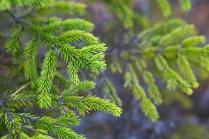 Spruce branch with short needles close-up. Natural background, green Christmas tree texture, pattern. Christmas, new year. Space for text. Selective focus photo