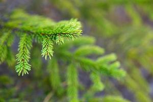 Spruce branch with short needles close-up. Natural background, green Christmas tree texture, pattern. Christmas, new year. Space for text. Selective focus photo