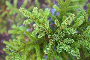 Spruce branch with short needles close-up. Natural background, green Christmas tree texture, pattern. Christmas, new year. Space for text. Selective focus photo