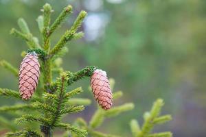 Pinecone on a spruce close-up on a natural green background. Christmas tree, evergreen coniferous, pine cones with resin. New Year. Christmas fair. Space for text. photo