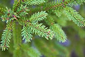 Spruce branch with short needles close-up. Natural background, green Christmas tree texture, pattern. Christmas, new year. Space for text. Selective focus photo