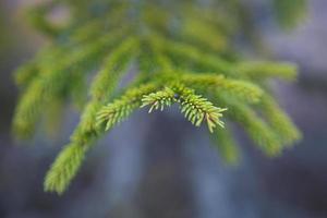 Spruce branch with short needles close-up. Natural background, green Christmas tree texture, pattern. Christmas, new year. Space for text. Selective focus photo