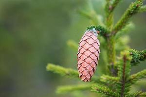 Pinecone on a spruce close-up on a natural green background. Christmas tree, evergreen coniferous, pine cones with resin. New Year. Christmas fair. Space for text. photo