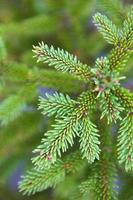 Spruce branch with short needles close-up. Natural background, green Christmas tree texture, pattern. Christmas, new year. Space for text. Selective focus photo