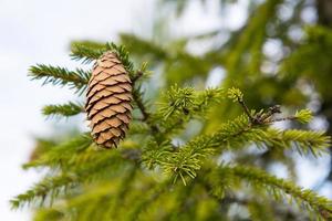 Pinecone on a spruce close-up on a natural green background. Christmas tree, evergreen coniferous, pine cones with resin. New Year. Christmas fair. Space for text. photo