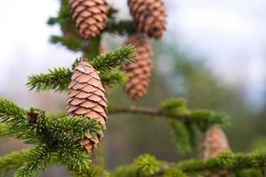 piña en un primer plano de abeto sobre un fondo verde natural. árbol de navidad, coníferas de hoja perenne, piñas con resina. Año Nuevo. Feria navideña. espacio para texto. foto