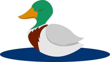 Wild duck, illustration, vector on white background.