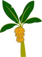 Árbol de plátano exótico, ilustración, vector sobre fondo blanco.