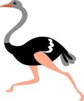 Ostrich running , illustration, vector on white background