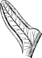 Pinnule of Pteris vintage illustration. vector