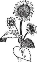 Sunflower vintage illustration. vector