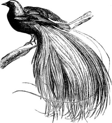 Bird of Paradise, vintage illustration.
