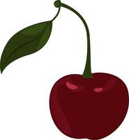 Dark red cherry,illustration,vector on white background vector