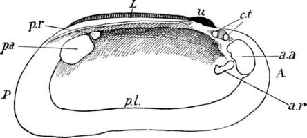 Freshwater Mussel, vintage illustration. vector