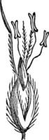 ilustración vintage de hierba de cola de zorra de pradera. vector