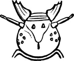 Leather Beetle, vintage illustration. vector
