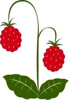 Fresh raspberries, illustration, vector on white background