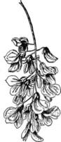 Locust Blossom Seeds vintage illustration. vector