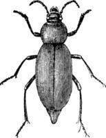 escarabajo del cementerio, ilustración vintage. vector