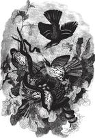 Black Snake and Brown Thrushes, vintage illustration. vector