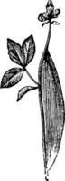 Cocoon of Zygaena Filipendulae vintage illustration. vector