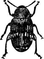 Pea Weevil or Seed beetles, vintage illustration. vector