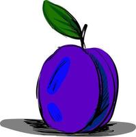 Plum sketch, illustration, vector on white background.