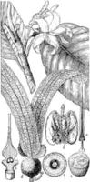 ilustración vintage de dipterocarpus. vector