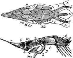 Sturgeon Skull, vintage illustration. vector