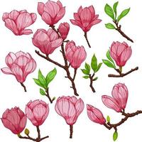 magnolia flowers and buds, pink flowers and buds, set of elements isolated on white background, hand drawn design elements vector