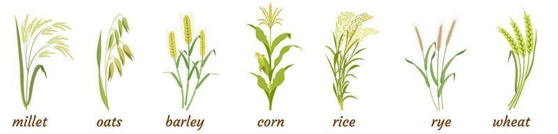 Cereal plants with ears and stem. Infographics of botanical elements of rice, barley, oats, millet, rye and wheat with corn. vector