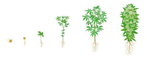 Cannabis growth in stages. Marijuana sprouting infographic. Sowing and growth cycle of ganja vector