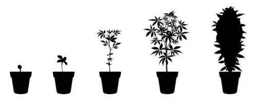 Cannabis growth stages. Marijuana cultivation infographic. Hemp seed germination vector