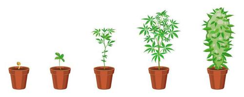 Cannabis growth in flower pot step by step. Marijuana sprouting infographic. Ganja sowing and growth cycle vector