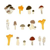 Set of wild mushrooms on a white background vector