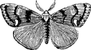 Vapourer Moth, vintage illustration. vector