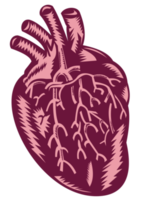 anatomía del corazón humano png