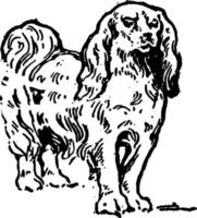 Japanese Spaniel, vintage illustration. vector