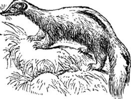 Common Skunk, vintage illustration. vector