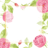 aquarel roze engelse roos met gouden luxe vierkante frame png