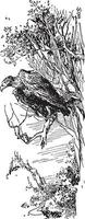águila en árbol, ilustración vintage vector