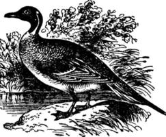 Pintail Duck or Northern Pintail or Anas acuta, vintage illustration. vector