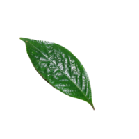 hojas verdes naturales png