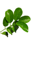naturliga gröna blad png
