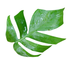 hojas verdes naturales png