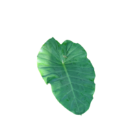 Natural Green Leafs png