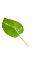 natuurlijke groene bladeren png