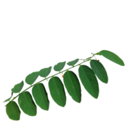 natuurlijke groene bladeren png