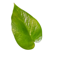 natürliche grüne Blätter png
